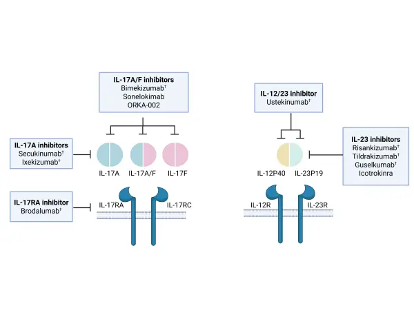 IL-23/IL-17 axis in psoriatic disease: From pathogenesis to personalized treatment